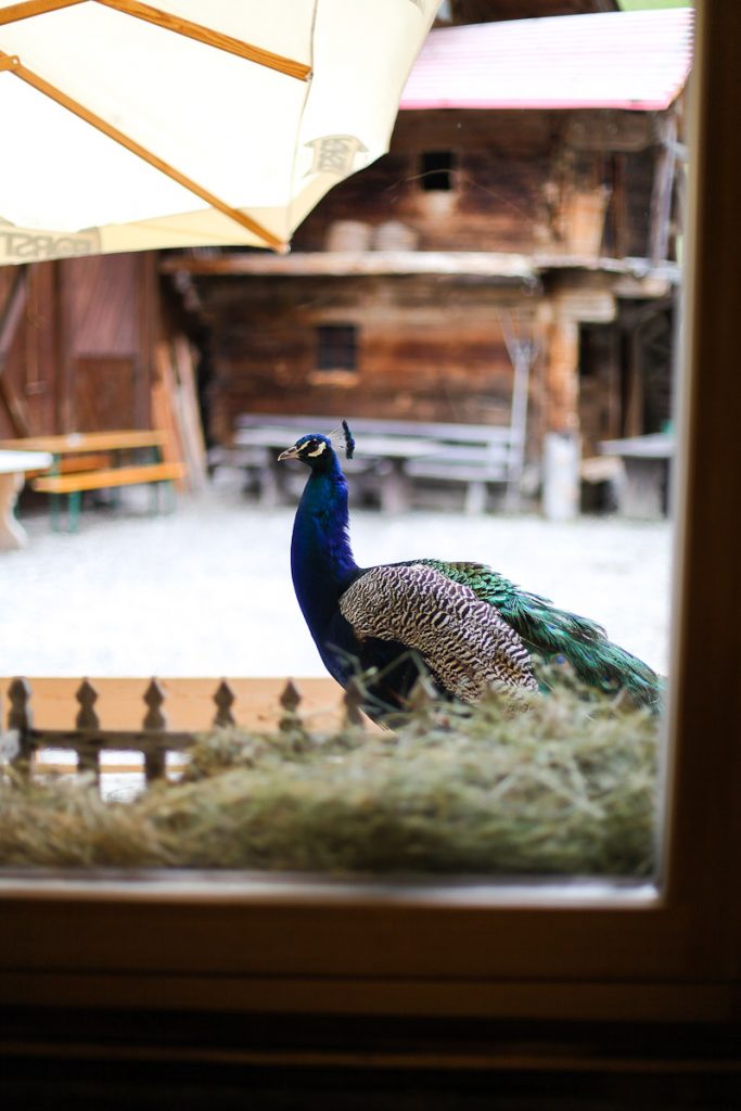 Meetmerano Meraner Land erleben Erlebnis Bauernhof Gasthof Erdaepfelnudeln Rezept Suedtiroler Kueche pfau