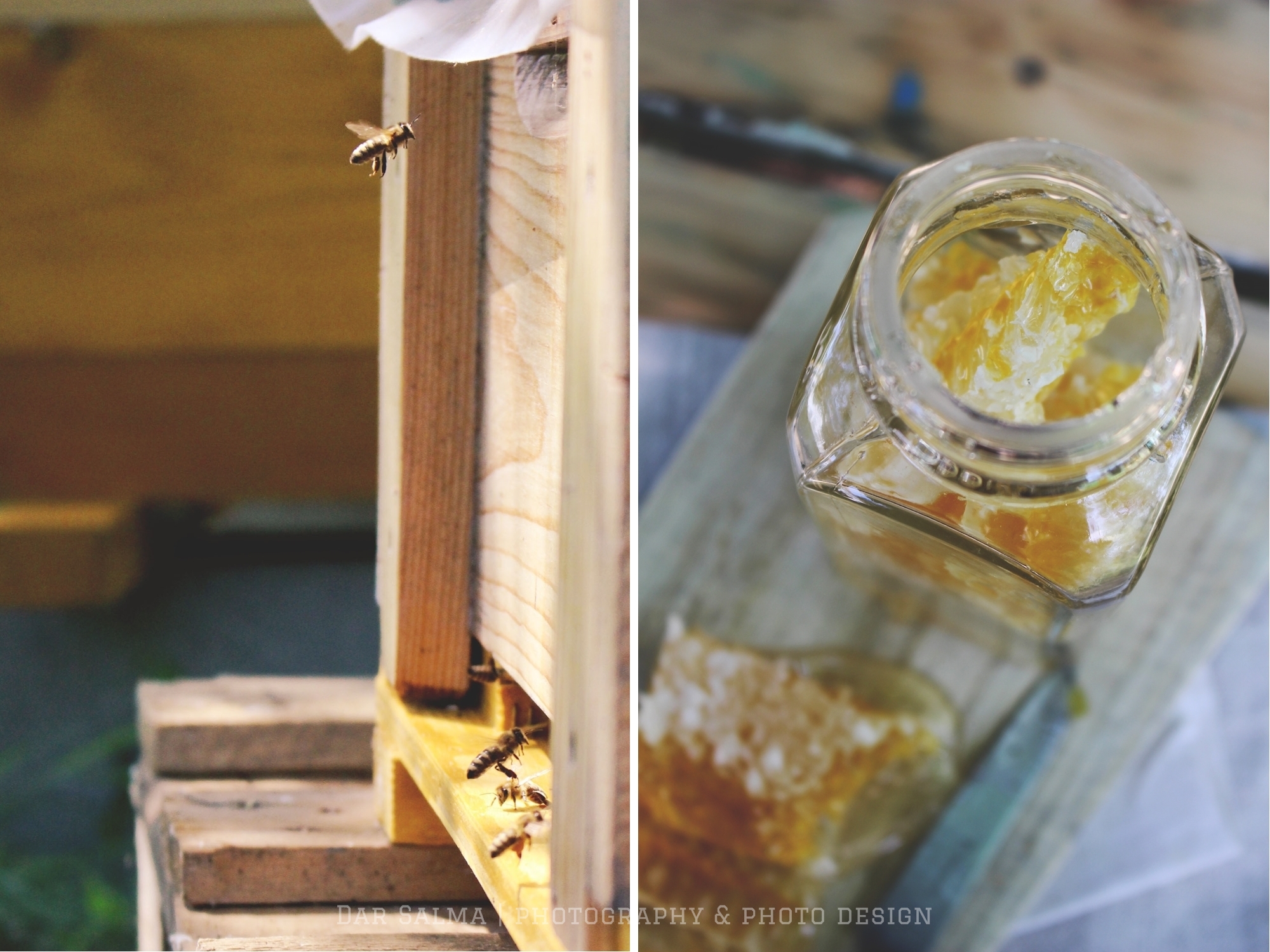 Rezept für Lindenblüten Panna Cotta mit Honig Dar Salma Zuckerzimtundliebe Stadtimker3