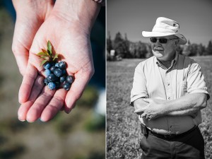 Wilde Blaubeeren Kanada Wild blueberries of Canada Zuckerzimtundliebe kulinarische Reise