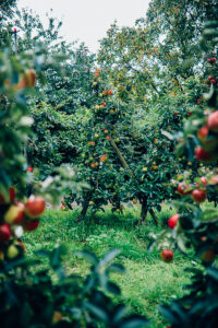 Apfelhof Jork Altes Land Edeka Regional apple picking red prince apfel