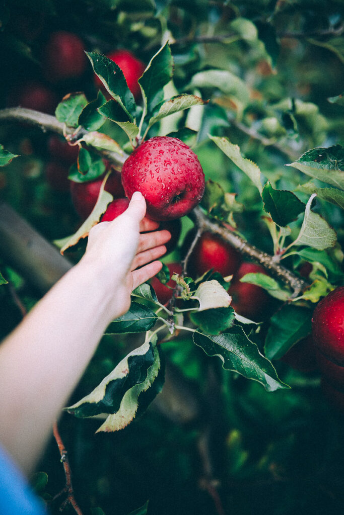 Altes Land Apfel Ernte selber pflücken Apfelpatenhof